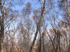 -塞罕坝国家级自然保护区