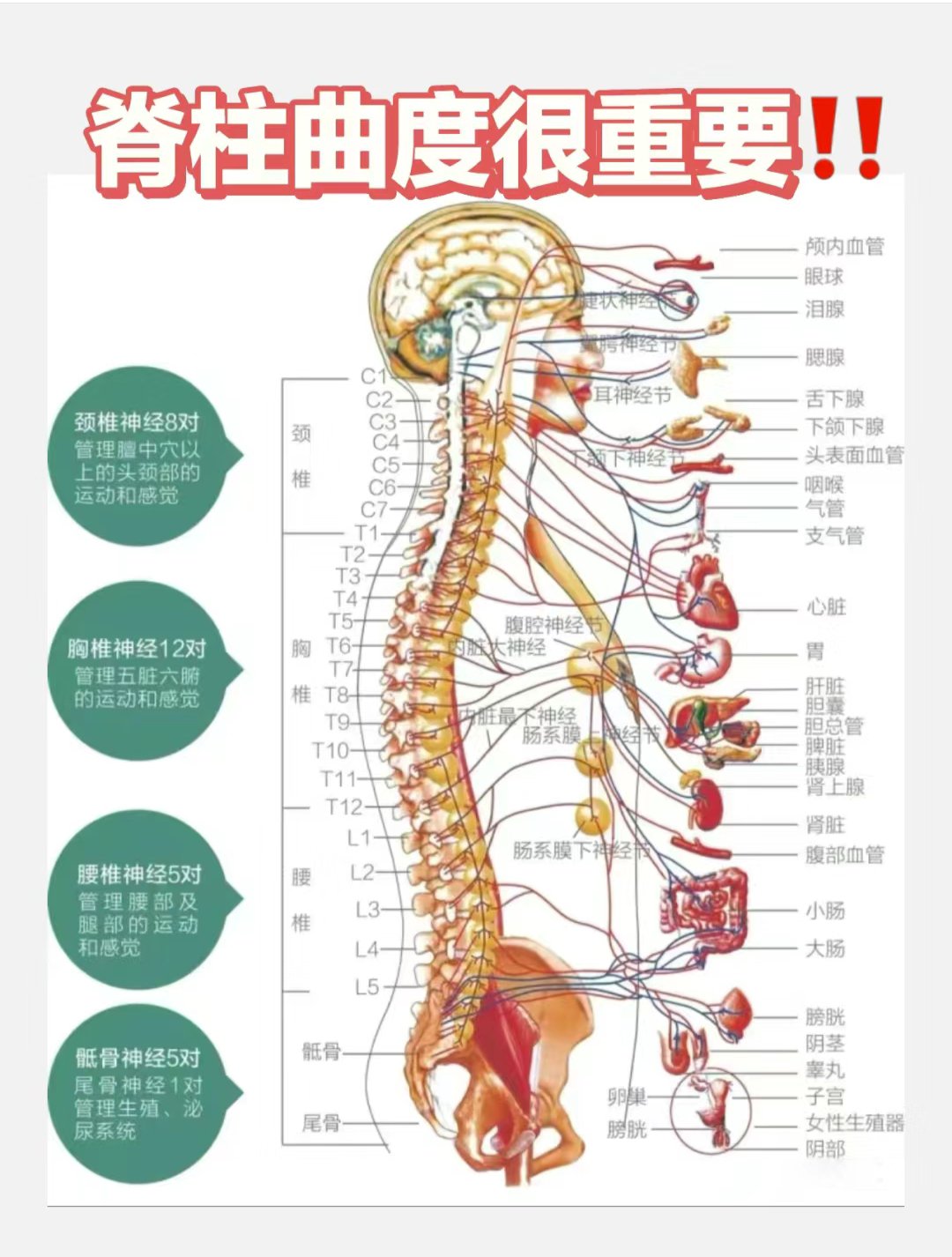 胸椎后凸正常范围图片