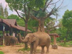 -上海野生动物园