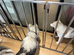 -Husky Go! 哈士奇体验馆·宠物咖啡厅狗咖