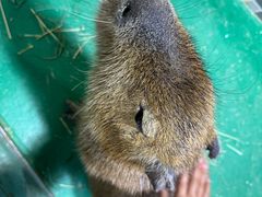 -上海大自然野生昆虫馆(东方明珠·爬宠昆虫探索中心)