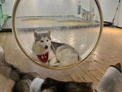-Husky Go! 哈士奇体验馆·宠物咖啡厅狗咖