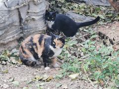 -北京西山国家森林公园