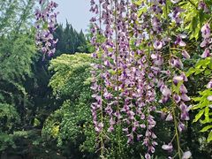 -嘉定紫藤园