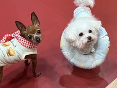 -和它·交个朋友·狗咖猫咖(爱琴海店)