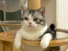 -有喵·猫咖·狗咖·40+猫狗有小奶狗(岗厦店)