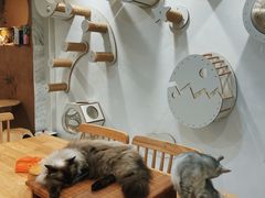 -楼上猫咖(罗湖店)