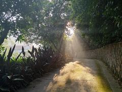 -雁南飞茶田景区