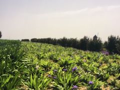 -君乐宝优致牧场