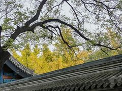 -北京国子监胡同