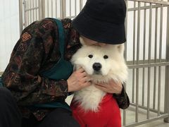 -星多哈·狗咖·拼豆·咖啡