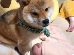 -逗柴咖啡屋·狗咖猫咖宠物桌游
