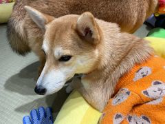 -逗柴咖啡屋·狗咖猫咖宠物桌游