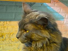 -平行世界·猫咖(首经贸店)