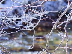 -雪凇咖啡snowsong(三盛店)
