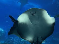 -珠海长隆海洋王国