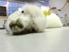 -Heymao猫咖.咖啡厅(东门店)