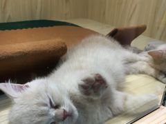 -屋虎猫馆(宝安大仟里店)