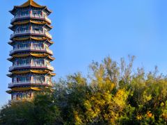 -金塔沙漠胡杨林景区