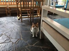 大堂-Anne猫窝咖啡屋