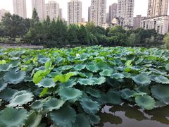 -龙头寺公园