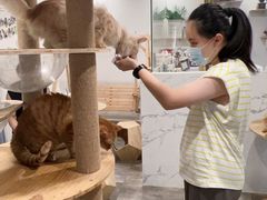 -楼上猫咖(罗湖店)