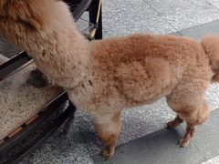-1013 PET SHOP 宠物商店(近铁城市广场店)