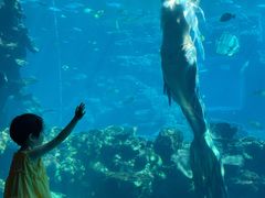 -涛·海底餐厅·美人鱼·自助餐·海底隧道(三亚海棠湾洲际度假酒店)