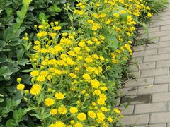 -七叶香山-地面停车场