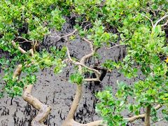 -北海金海湾红树林生态旅游区