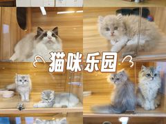 -猫十亿·布偶金渐层·曼基康矮脚猫舍(青年路店)