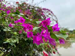 -中国科学院西双版纳热带植物园