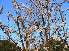 -午潮山国家森林公园