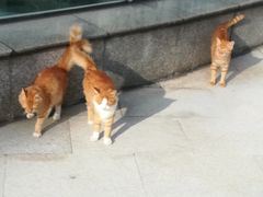 -中共上海市委党校 上海行政学院