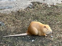 -齐齐哈尔龙沙动植物园