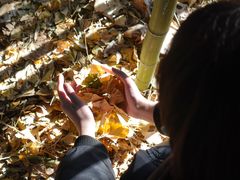 -泰山风景名胜区-普照寺