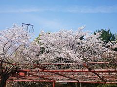 -嘉定紫藤园