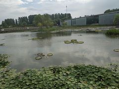 -微山湖红荷湿地景区