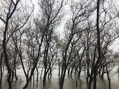 -宝安西湾红树林湿地公园