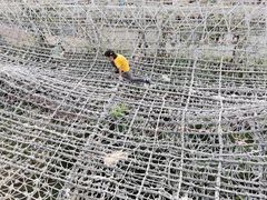 -呀路古热带植物园