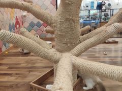 -袖虎·猫馆(体育西路店)