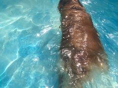 -汪说喵讲宠物乐园宠物酒店(红星美凯龙店)