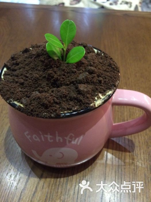咖啡盆栽