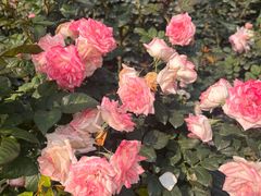 -人民公园(罗湖区)