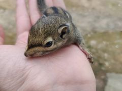 -蟹田居·活蟹料理(东城店)