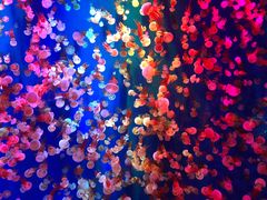 -成都浩海立方海洋公园