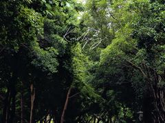 -深圳国际园林花卉博览园