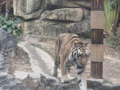 -深圳野生动物园