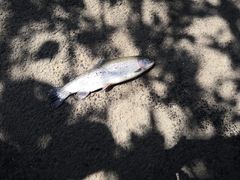 -钰田大院·碳烤虹鳟鱼·怀柔地道农家菜(雁栖湖店)