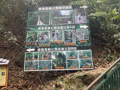 -西双版纳原始森林公园